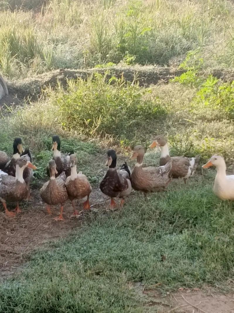 ducks for sale — photo 2