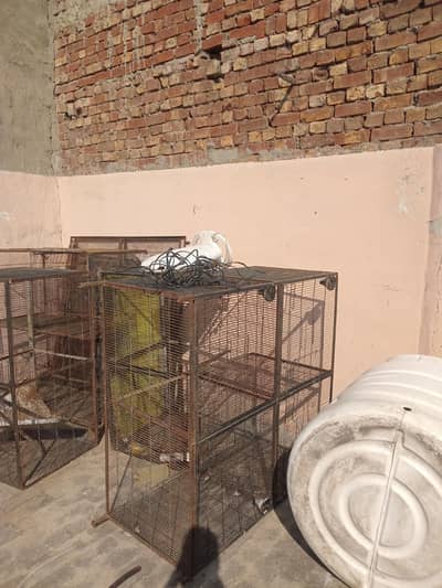 parrot cage