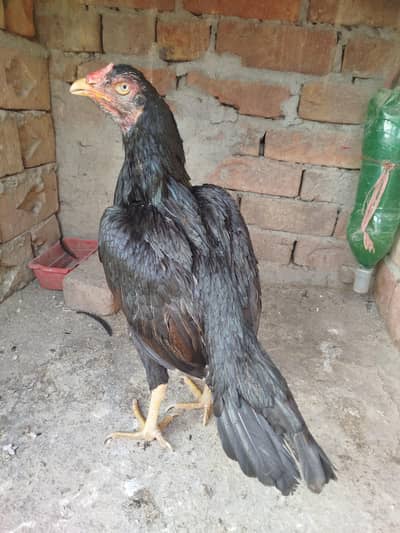Quality Aseel Hen 0303.8868142
