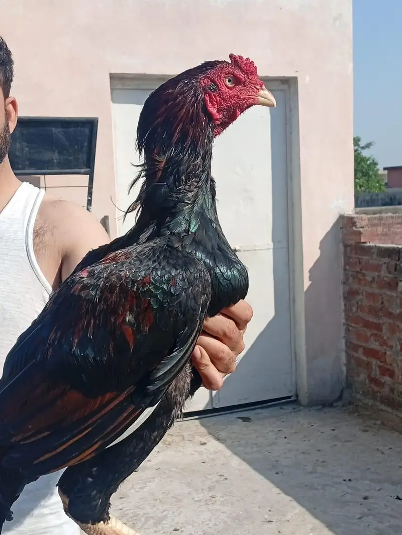 breedar quality lakha patha . . — photo 4