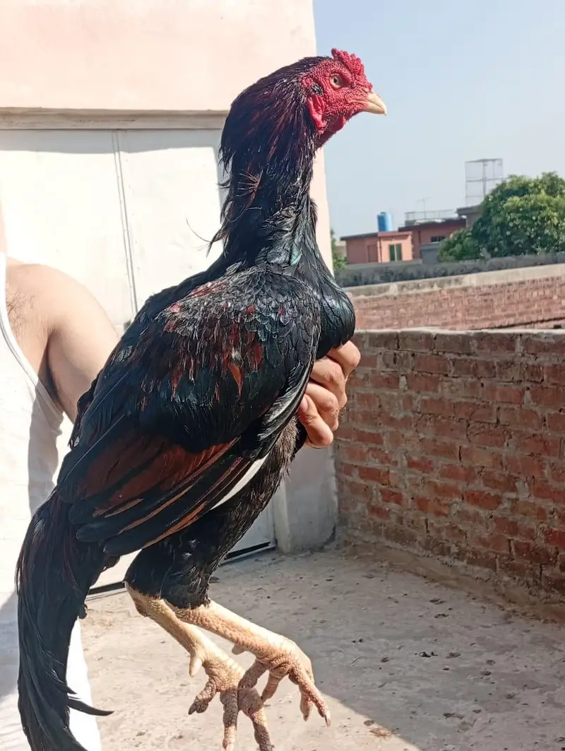 breedar quality lakha patha . . — photo 5