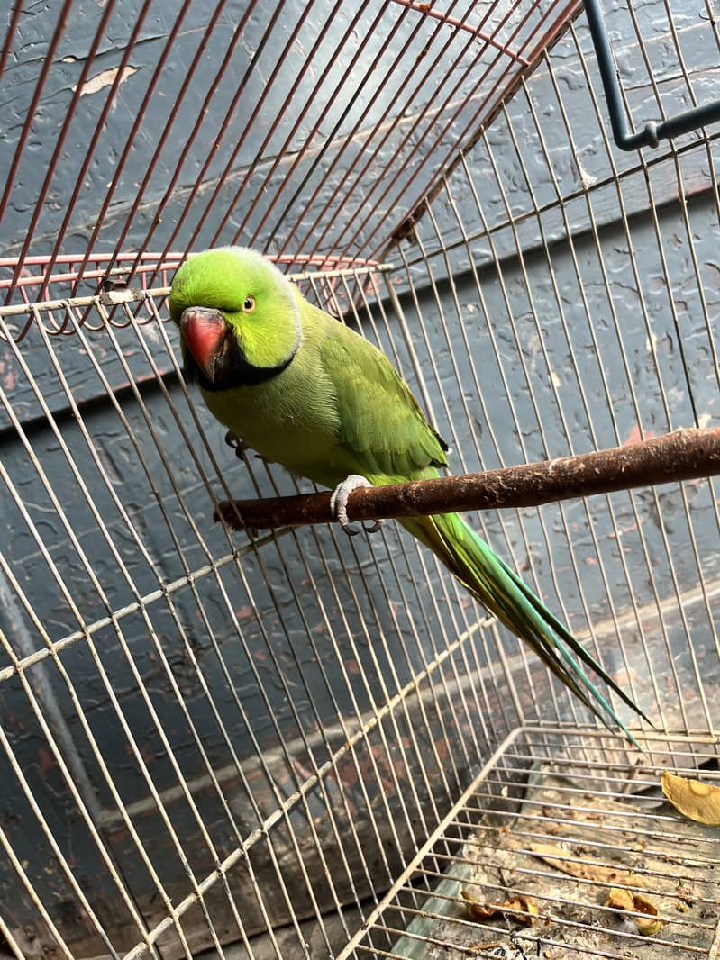 Talking parrot 0