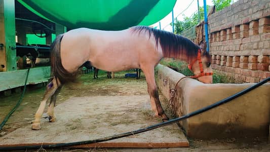 Horse For sale