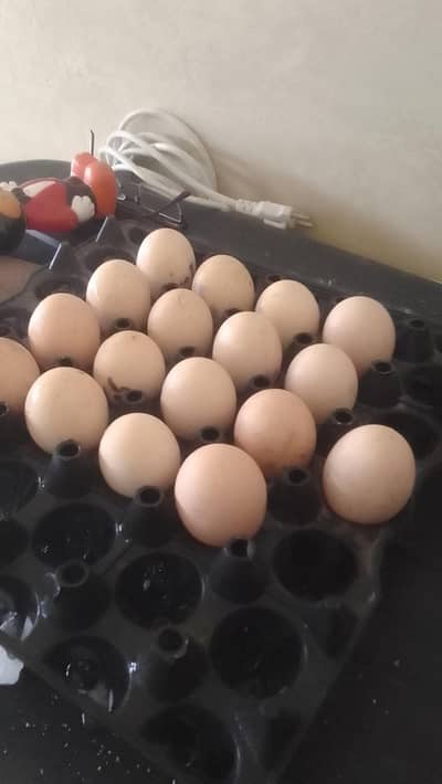 Aseel Fertile Eggs