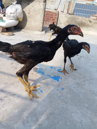 shamo,aseel patha pathi, aseel murga murgi,shamo patha ,shamo pathi