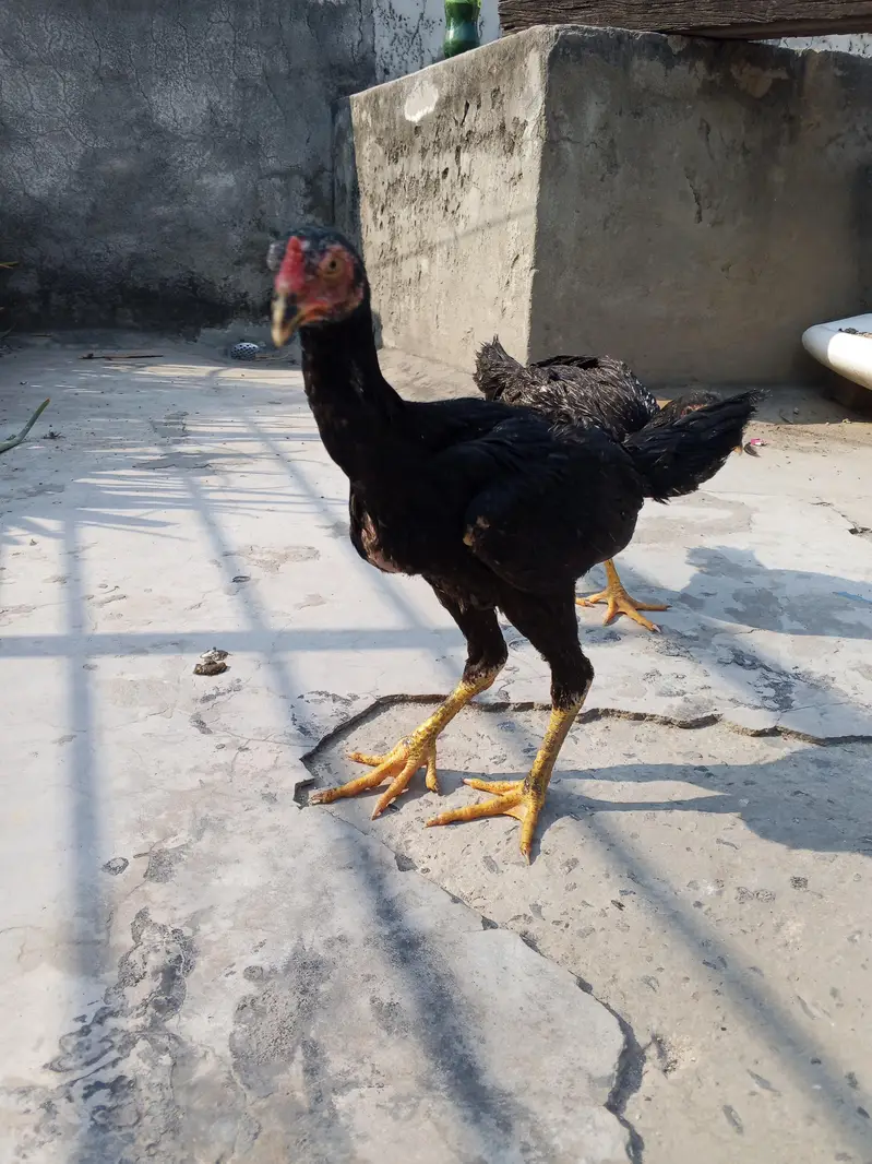 shamo,aseel patha pathi, aseel murga murgi,shamo patha ,shamo pathi — photo 2