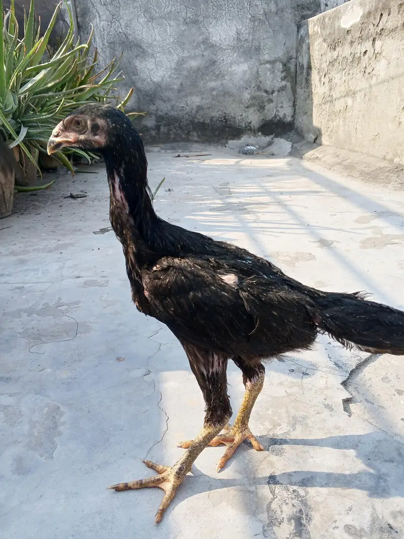 shamo,aseel patha pathi, aseel murga murgi,shamo patha ,shamo pathi — photo 3