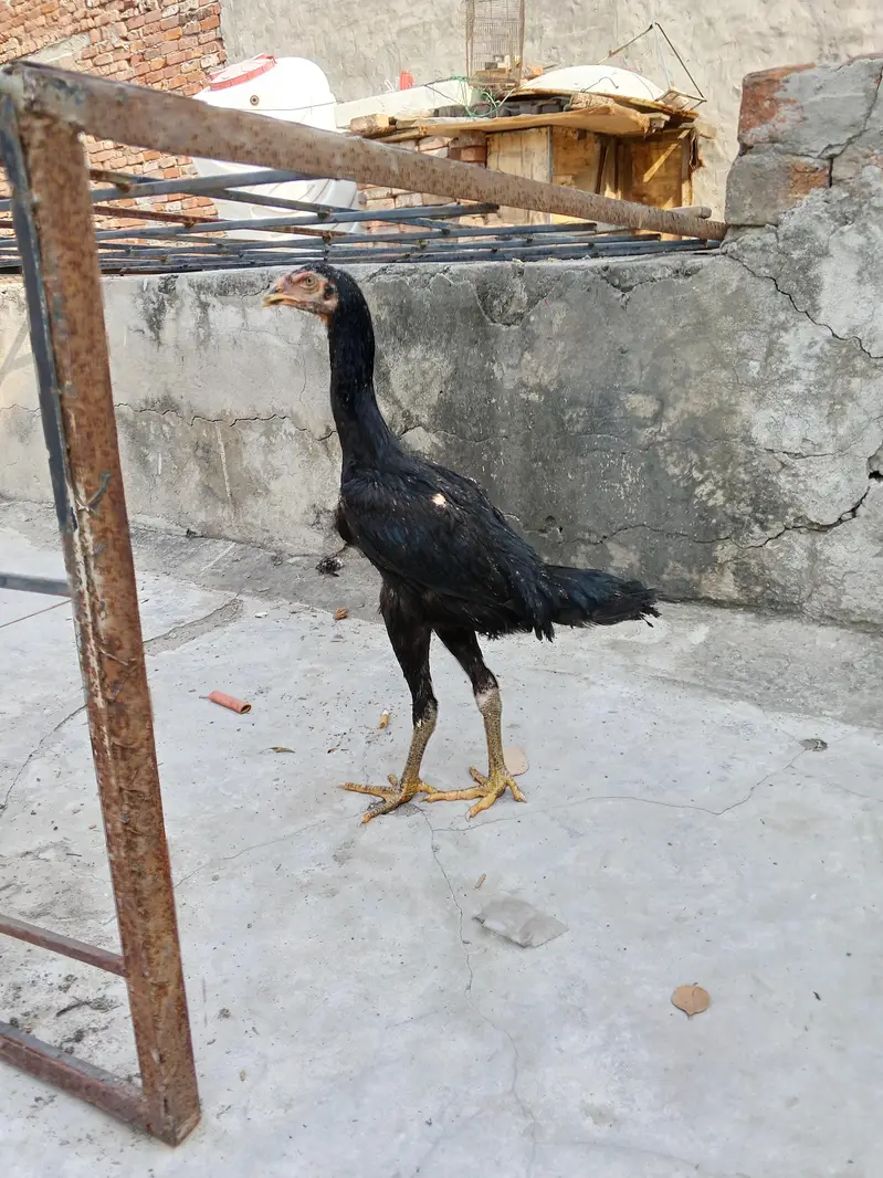 shamo,aseel patha pathi, aseel murga murgi,shamo patha ,shamo pathi — photo 4