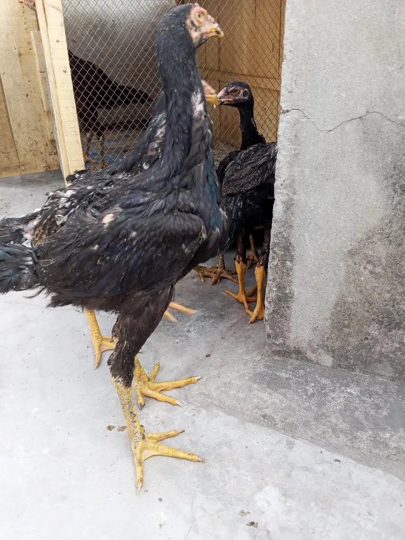 shamo,aseel patha pathi, aseel murga murgi,shamo patha ,shamo pathi — photo 5