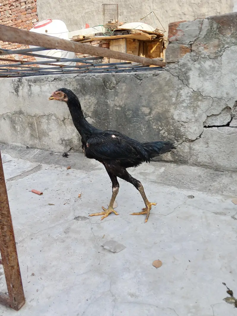 shamo,aseel patha pathi, aseel murga murgi,shamo patha ,shamo pathi — photo 6