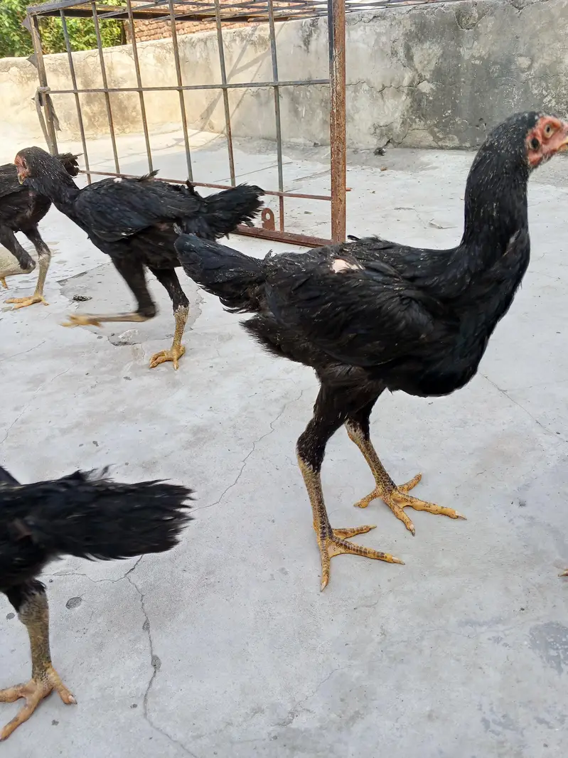 shamo,aseel patha pathi, aseel murga murgi,shamo patha ,shamo pathi — photo 7