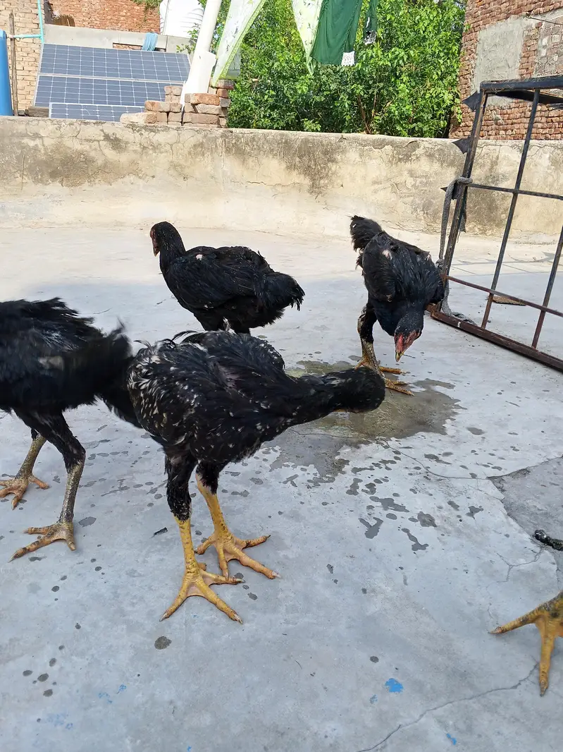 shamo,aseel patha pathi, aseel murga murgi,shamo patha ,shamo pathi — photo 8