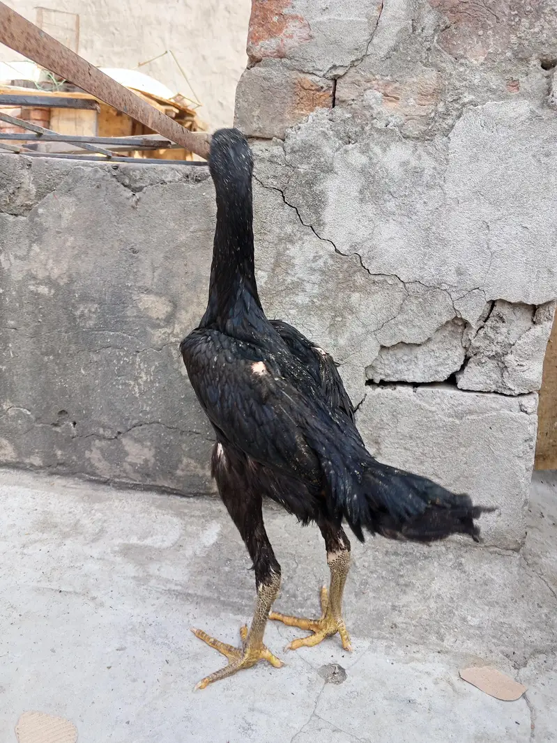 shamo,aseel patha pathi, aseel murga murgi,shamo patha ,shamo pathi — photo 10