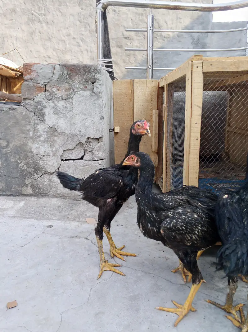 shamo,aseel patha pathi, aseel murga murgi,shamo patha ,shamo pathi — photo 11