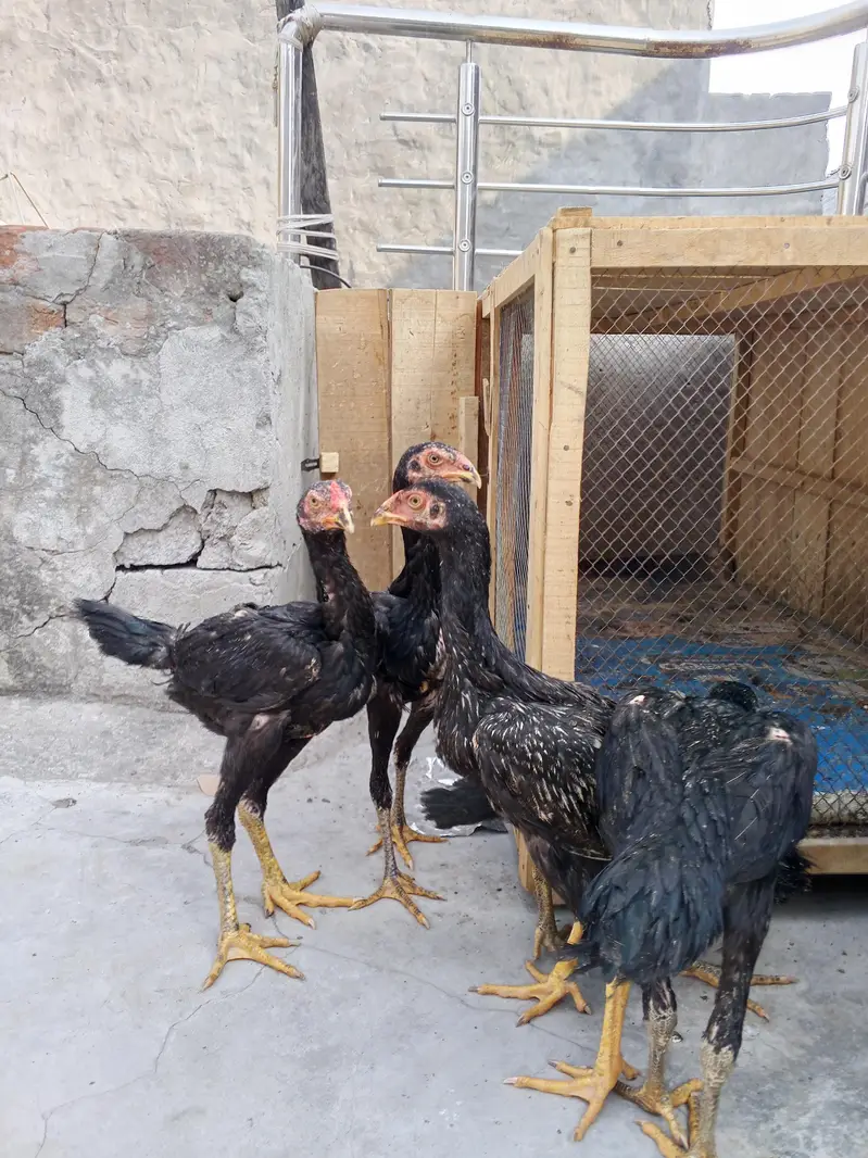 shamo,aseel patha pathi, aseel murga murgi,shamo patha ,shamo pathi — photo 12