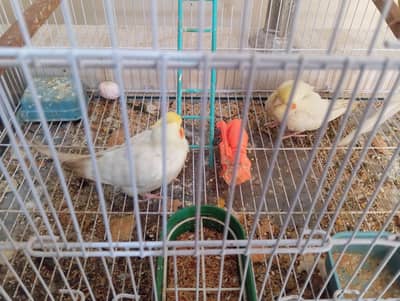 Breeder Pair For Sale