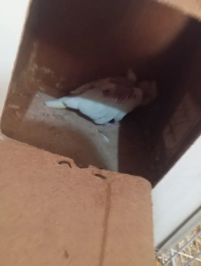 Breeder Pair For Sale — photo 2