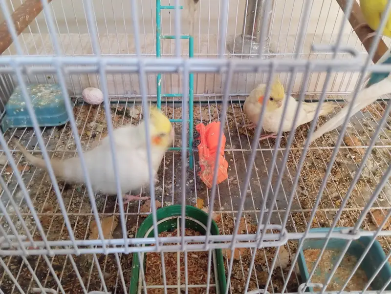 Breeder Pair For Sale — photo 3