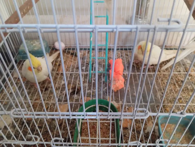 Breeder Pair For Sale — photo 4