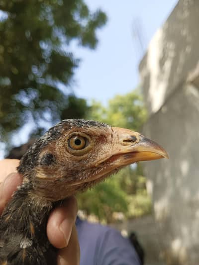 aseel quality chicks