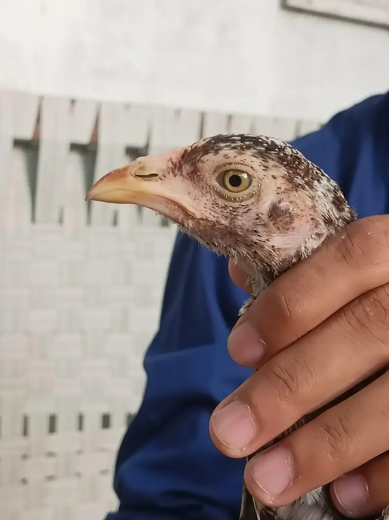 aseel quality chicks — photo 3