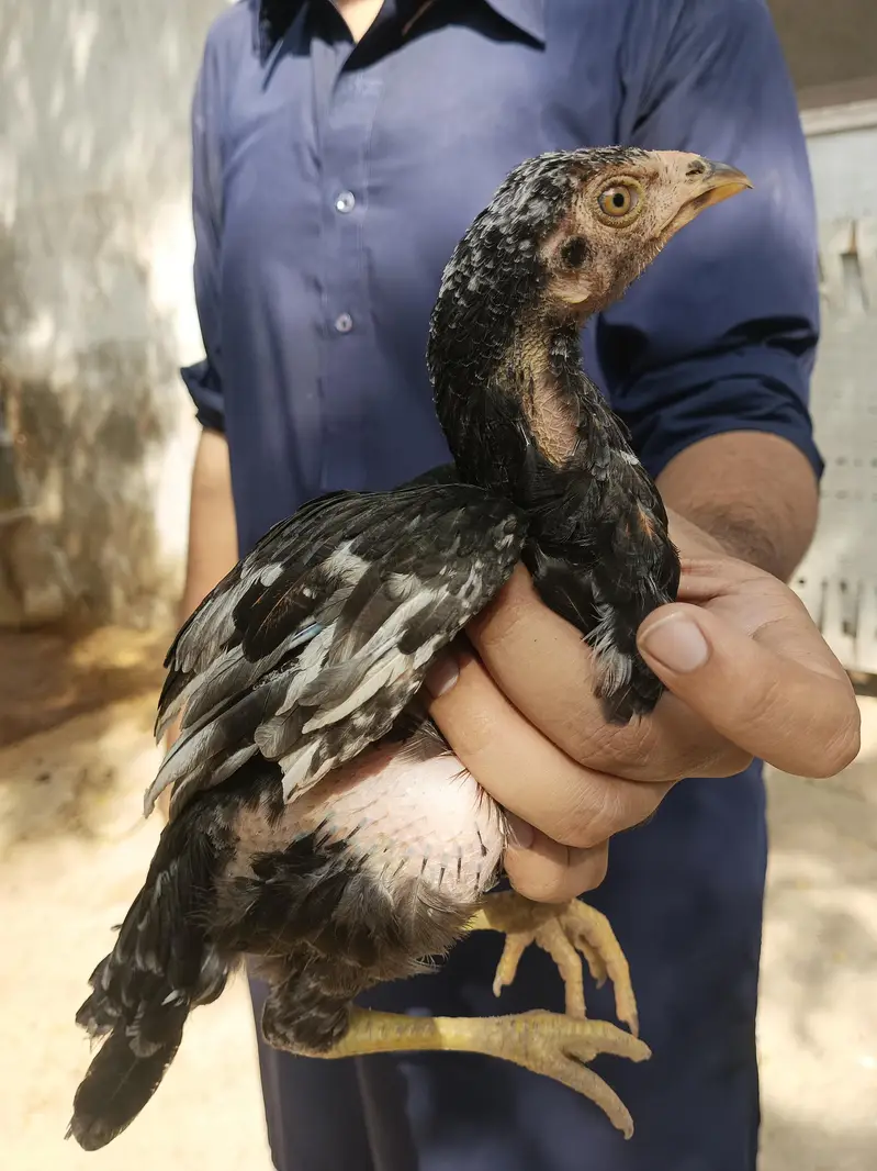 aseel quality chicks — photo 7