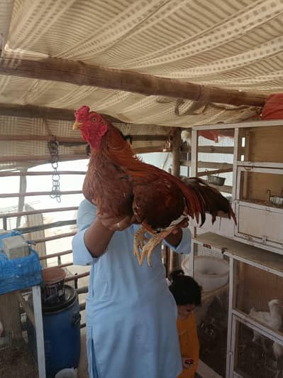 Mianwali Aseel Trio • Top Quality Breeders