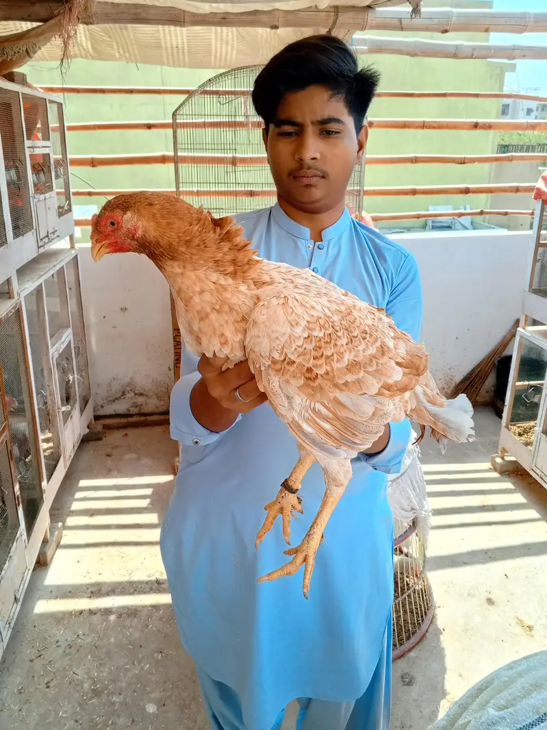 Mianwali Aseel Trio • Top Quality Breeders — photo 2