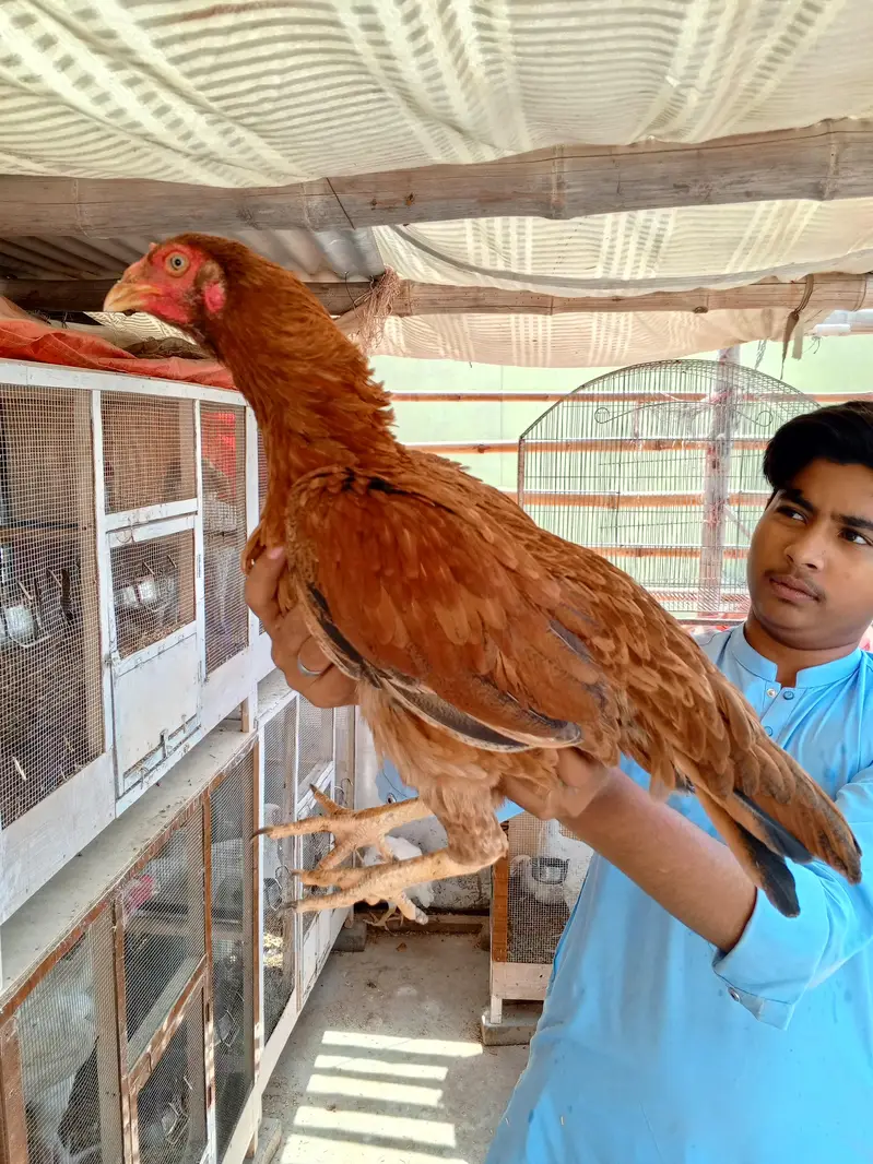 Mianwali Aseel Trio • Top Quality Breeders — photo 3