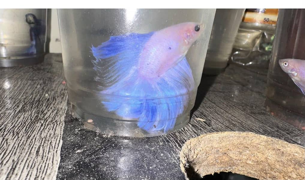 Betta fish 0