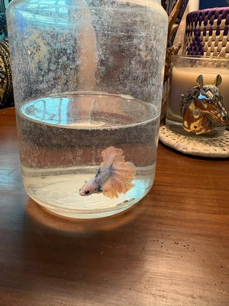 Betta fish 1