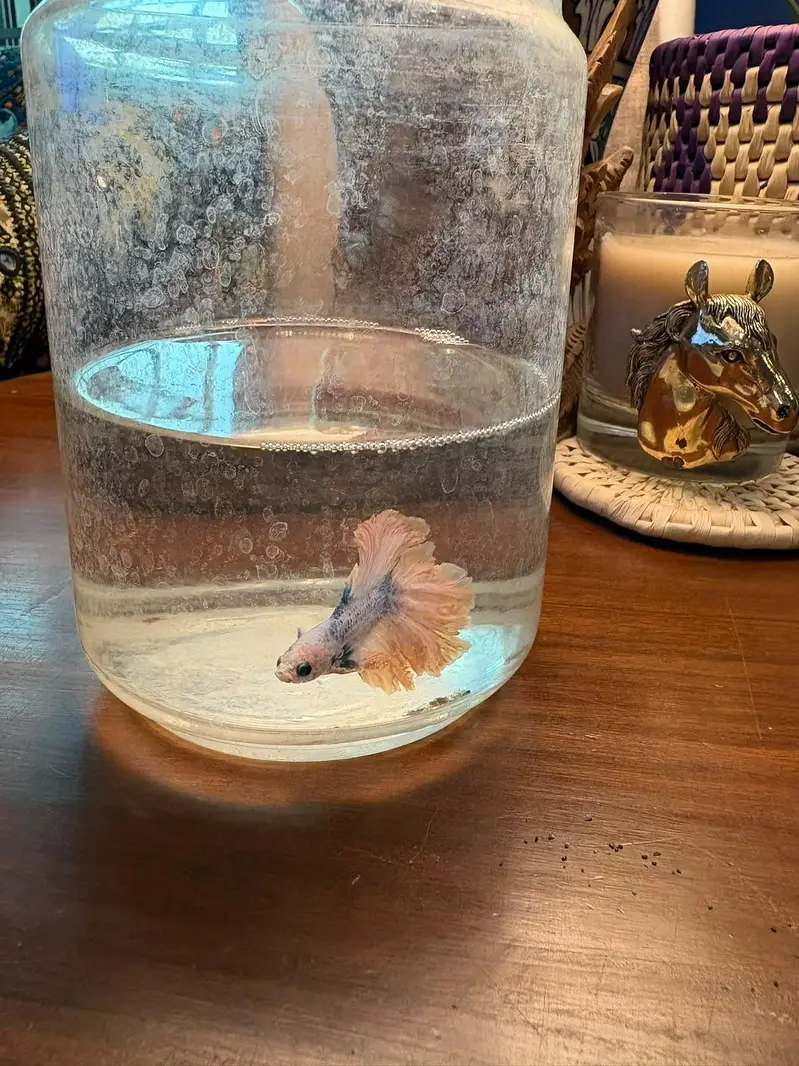 Betta fish — photo 2