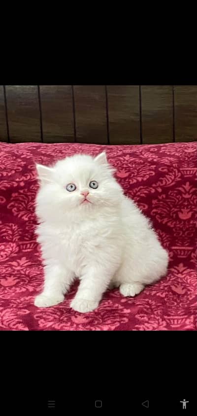 Low kittens Price/ White Persian kittens/ Cats Male/ Female/