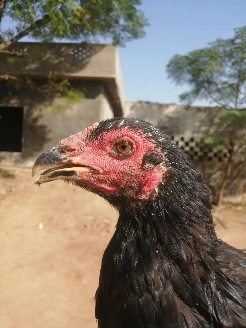 Pakoye Females — photo 2