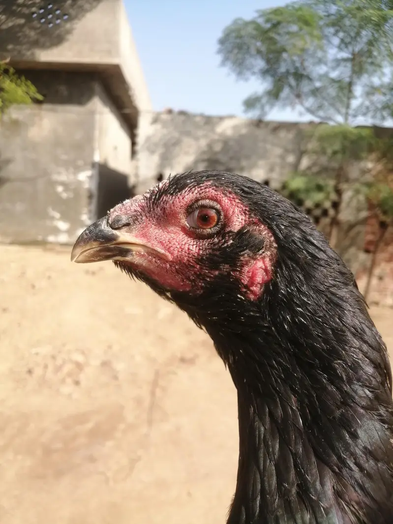 Pakoye Females — photo 3