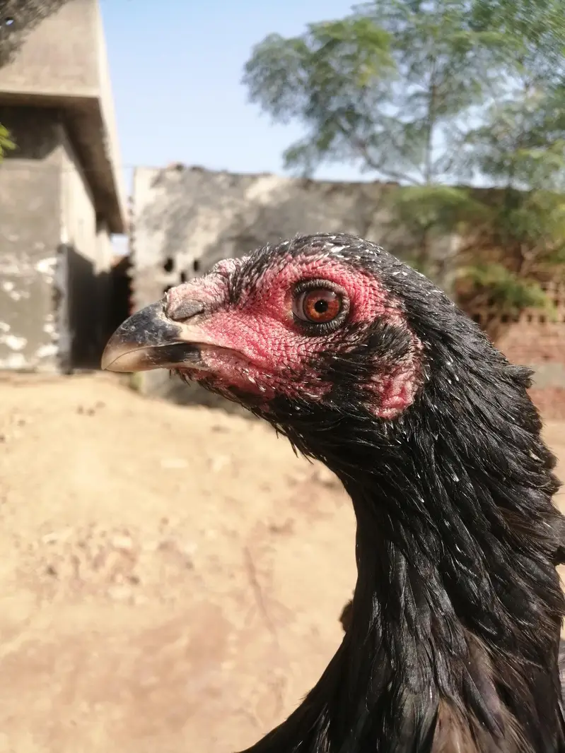 Pakoye Females — photo 4
