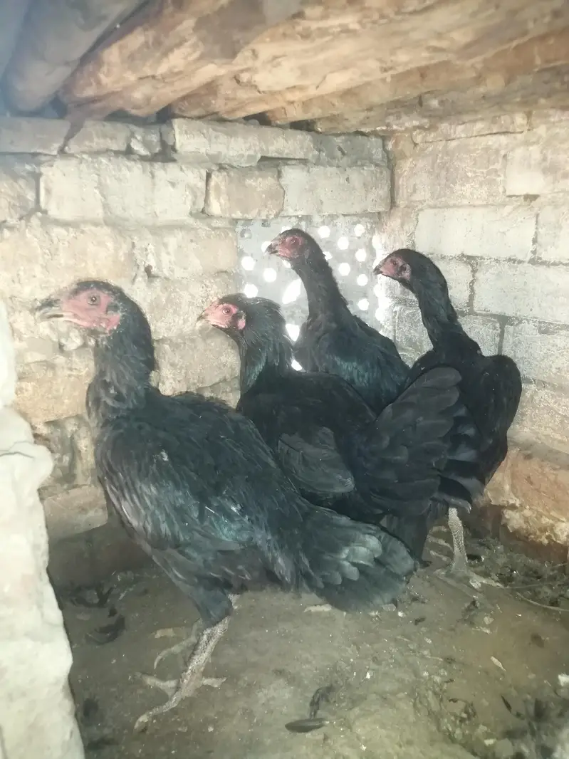 Pakoye Females — photo 5