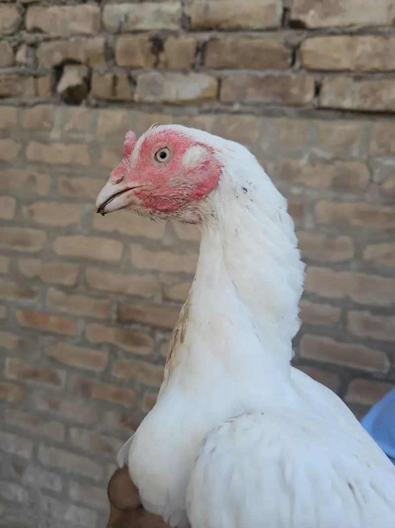 heera aseel female — photo 2