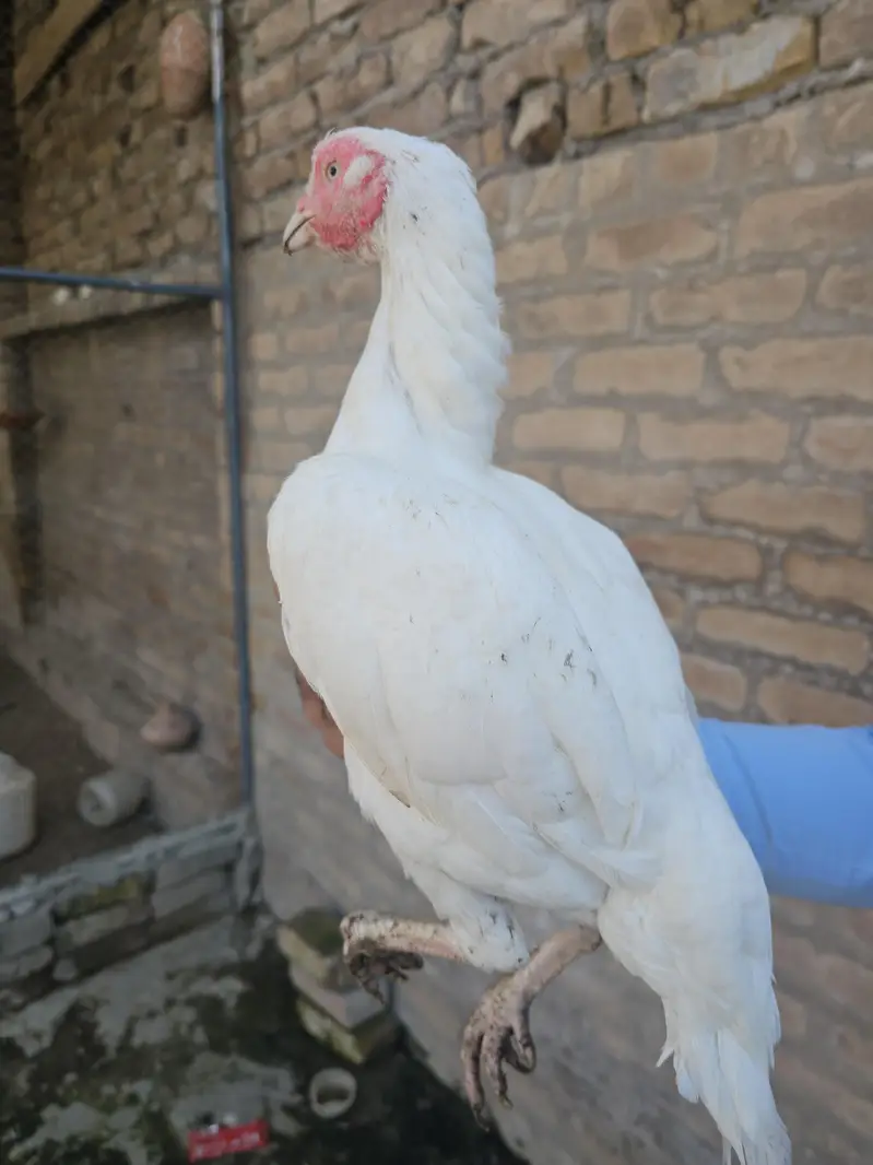 heera aseel female — photo 3