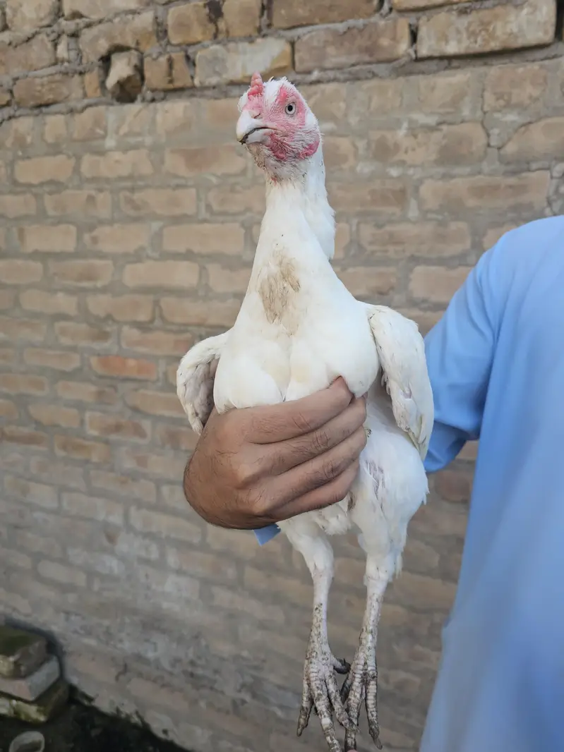 heera aseel female — photo 4