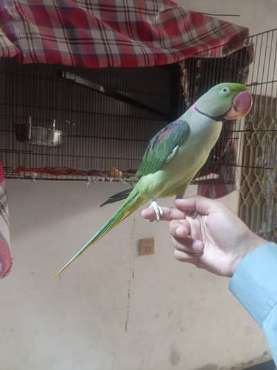 Alexander Raw parrot jambo size