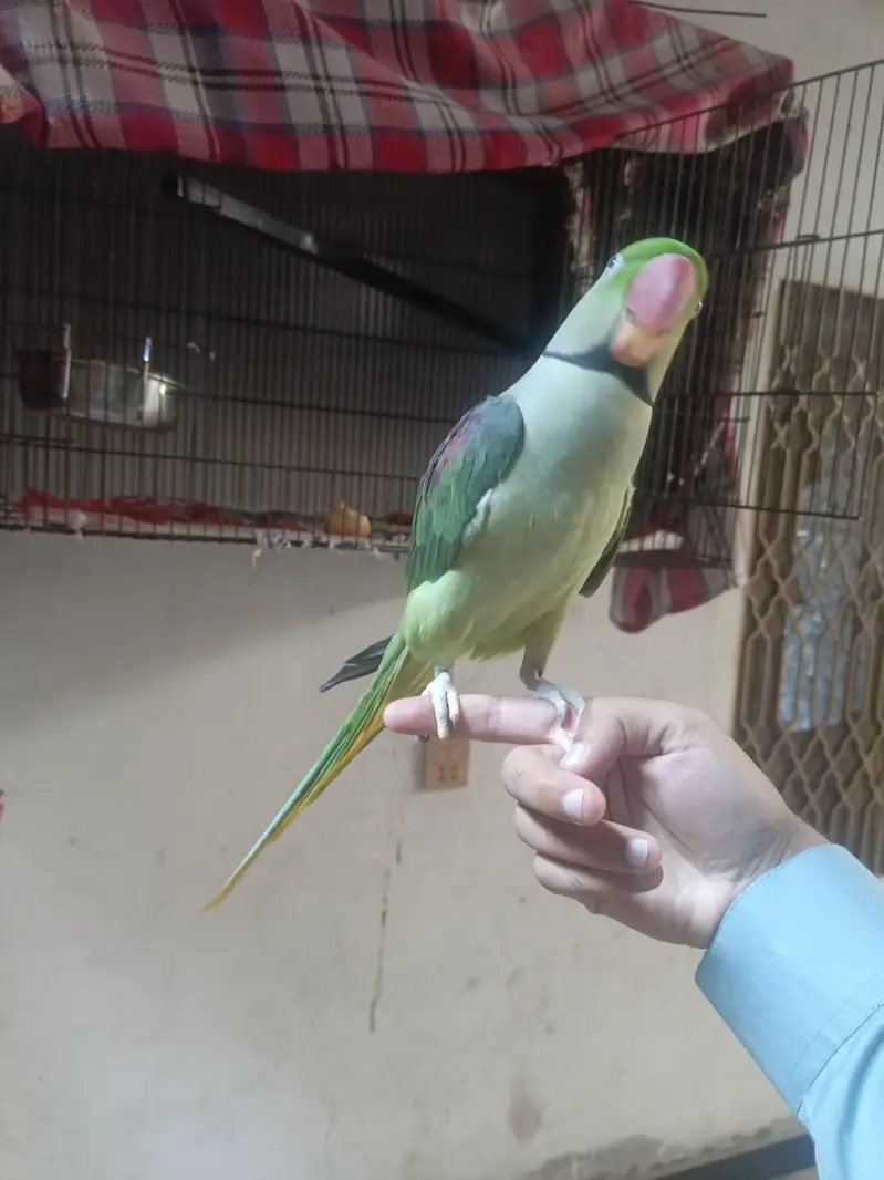Alexander Raw parrot jambo size — photo 2