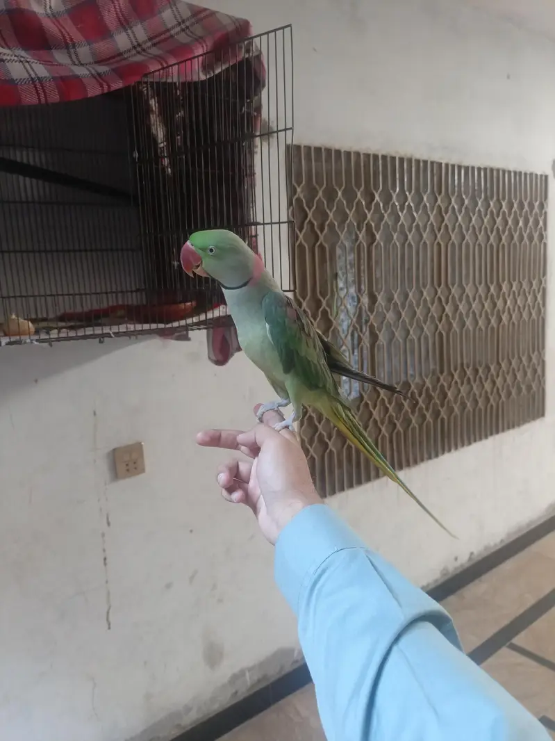 Alexander Raw parrot jambo size — photo 3