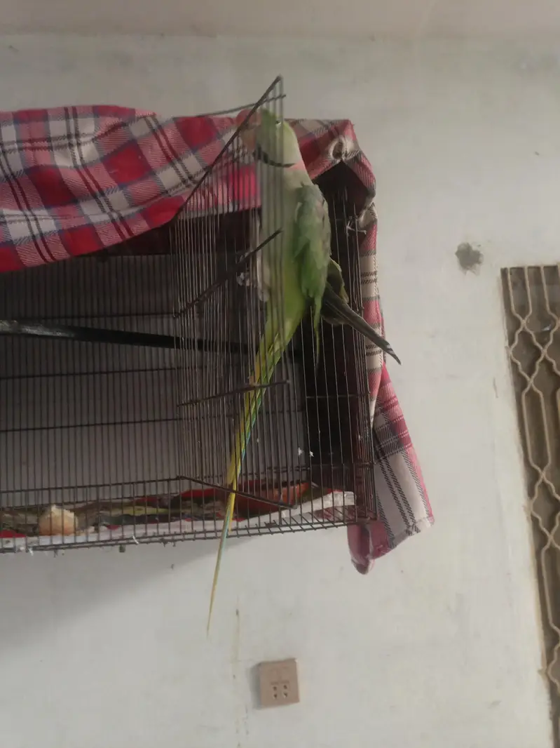 Alexander Raw parrot jambo size — photo 4