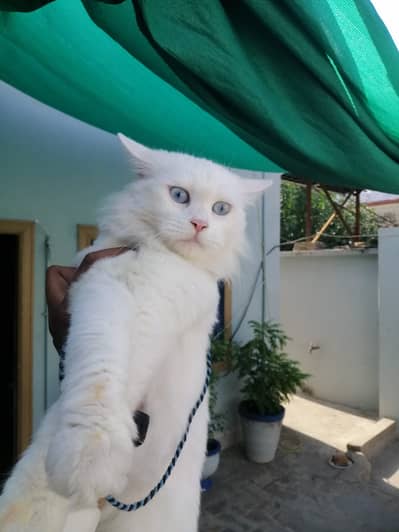 Persian White Cat