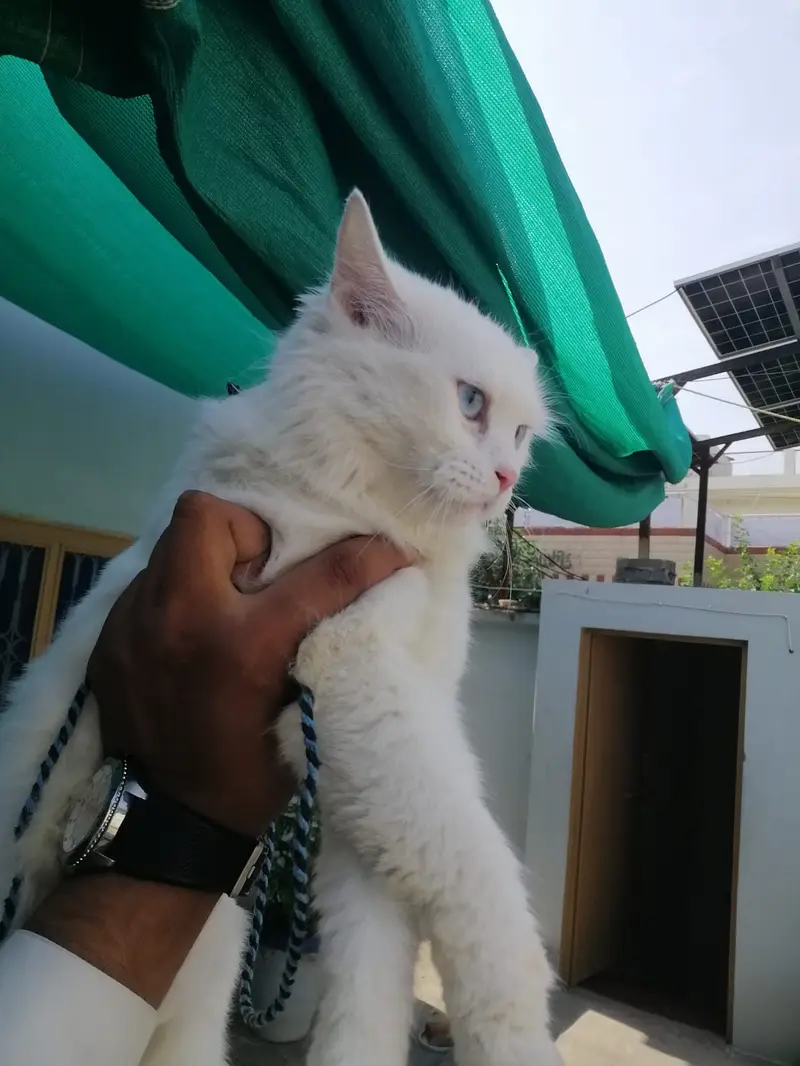 Persian White Cat — photo 2