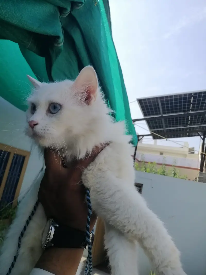 Persian White Cat — photo 3