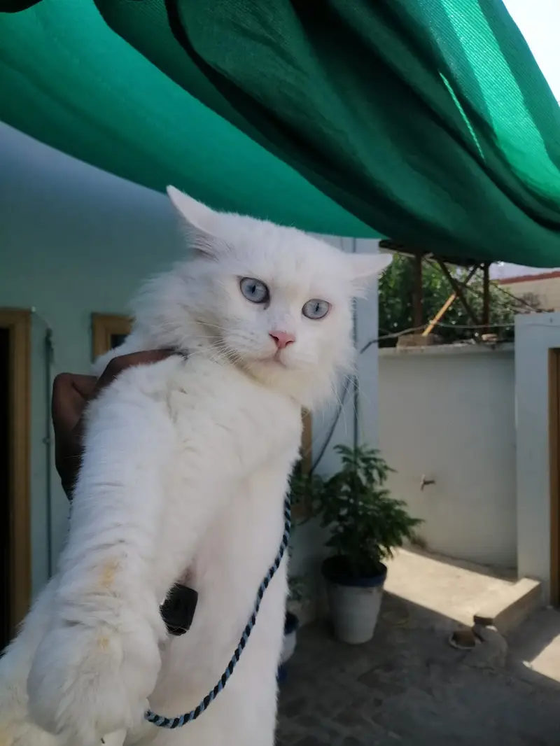 Persian White Cat — photo 4