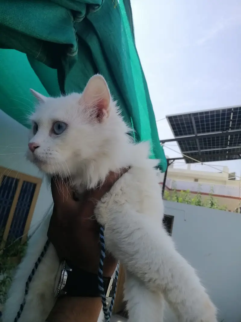 Persian White Cat — photo 5