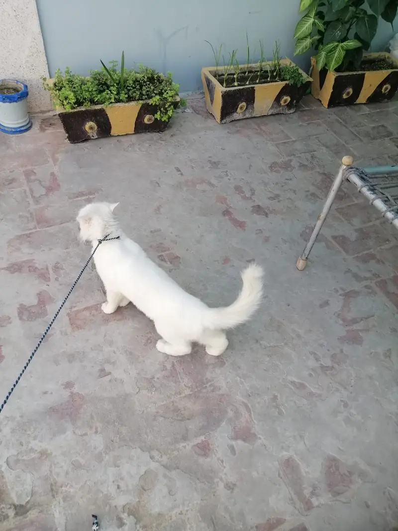 Persian White Cat — photo 6